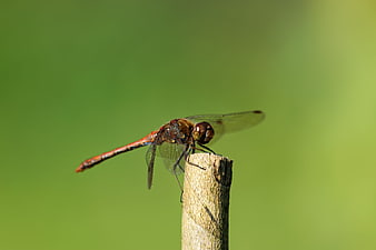 Red dragonfly perched on a branch against a green background