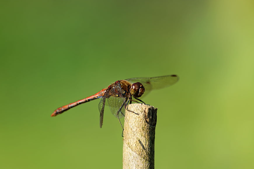 Red dragonfly perched on a branch against a green background