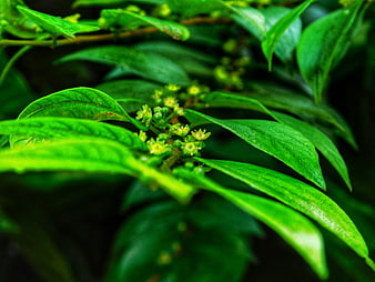 Close-up of vibrant green leaves and small yellow-green buds