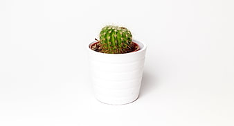 Small Green Cactus in White Pot on White Background