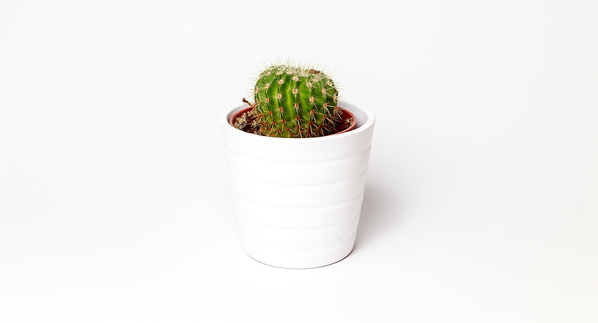 Small Green Cactus in White Pot on White Background
