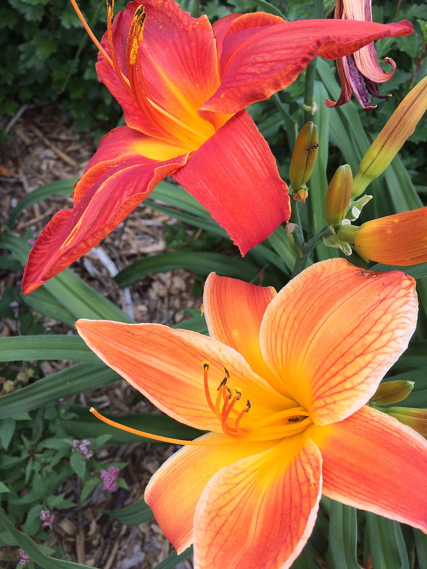Vibrant Orange and Red Daylilies in Garden