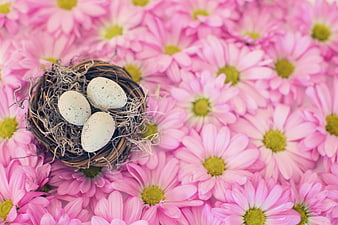 Bird's Nest with Eggs on Pink Daisies