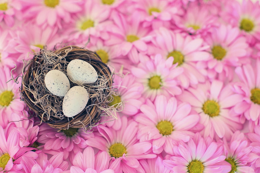 Bird's Nest with Eggs on Pink Daisies
