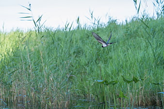Swallow bird flying over green reeds in wetland