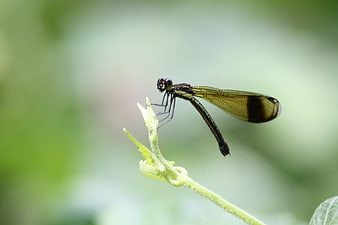 Close-up of a black damselfly perched on a green plant stem