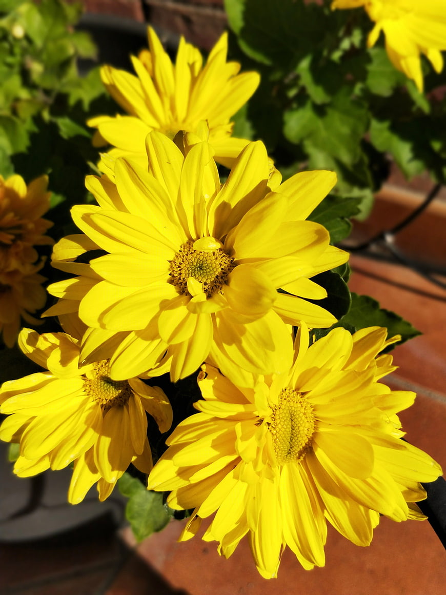 Bright Yellow Chrysanthemums in Sunlight