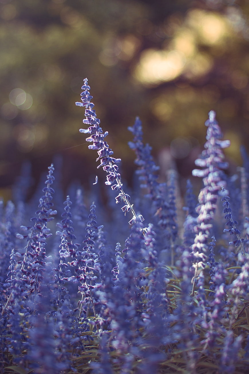 Purple Salvia Flowers in a Sunlit Garden Field