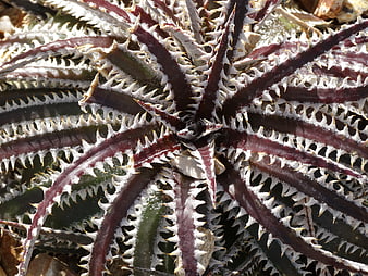 Close-up of spiky purple and white succulent plant