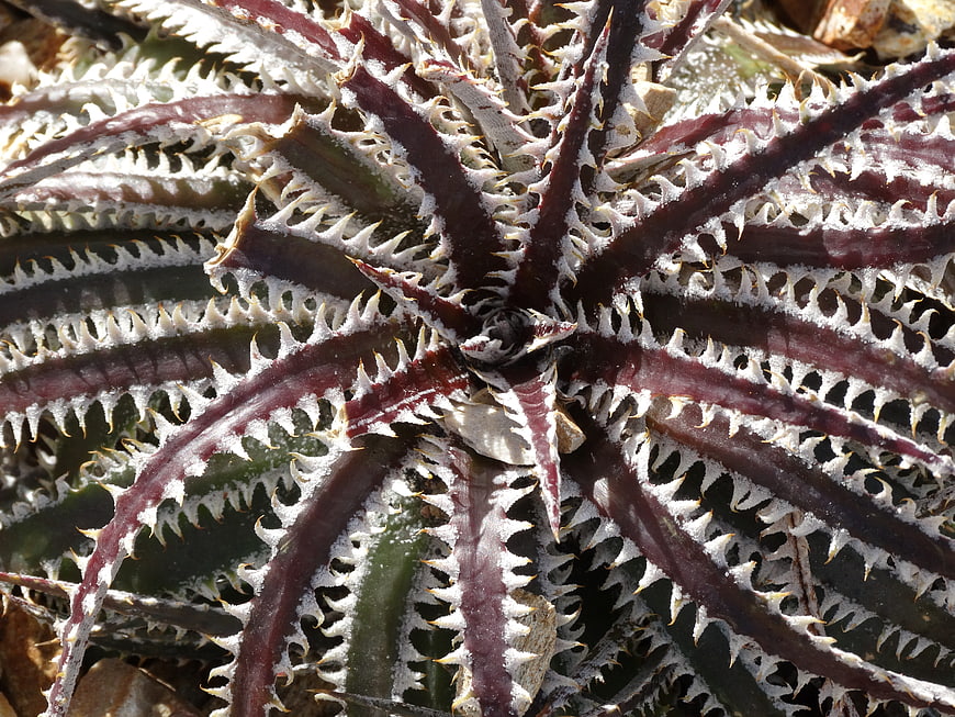 Close-up of spiky purple and white succulent plant