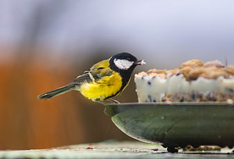 Great Tit bird eating from a suet feeder in winter
