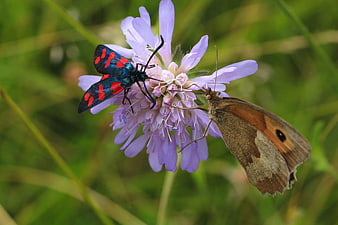 Six-spot Burnet Moth and Meadow Brown Butterfly on Scabious Flower