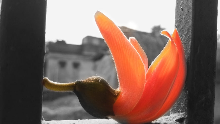 Vibrant Orange Flower Closeup Against Black and White Background