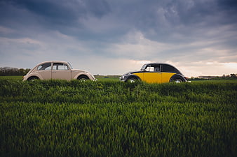 Two vintage Volkswagen Beetles parked in a green field
