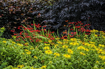 Vibrant yellow and red wildflowers in a lush garden