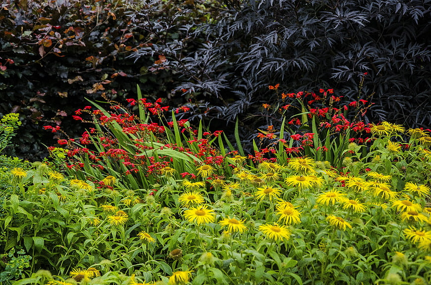 Vibrant yellow and red wildflowers in a lush garden
