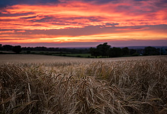 Golden Wheat Field Under Dramatic Red Sunset Sky