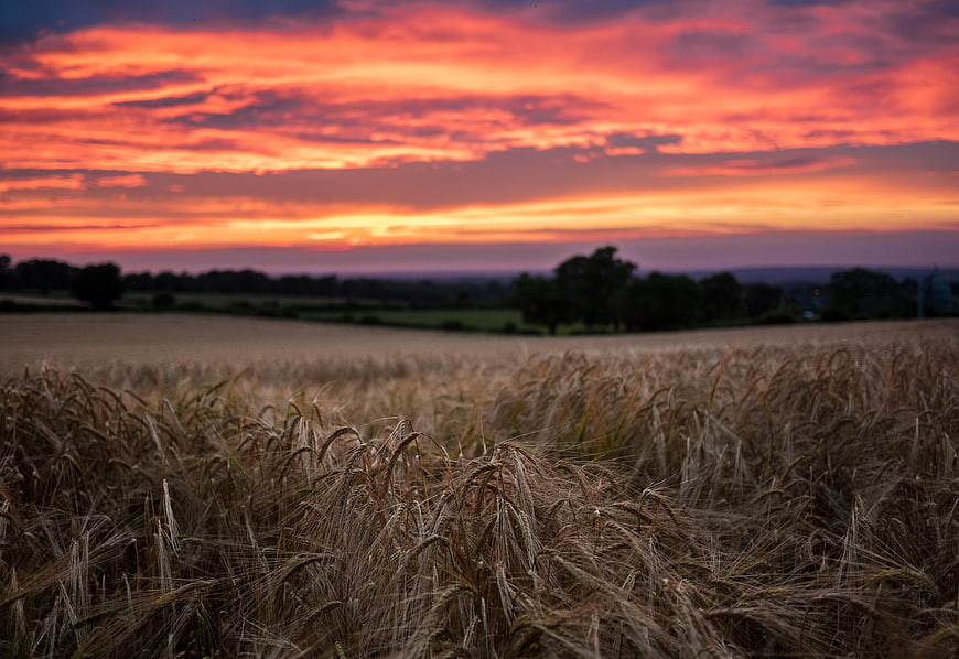Golden Wheat Field Under Dramatic Red Sunset Sky