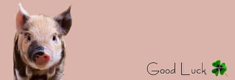 Cute Piglet with Good Luck Text and Four Leaf Clover