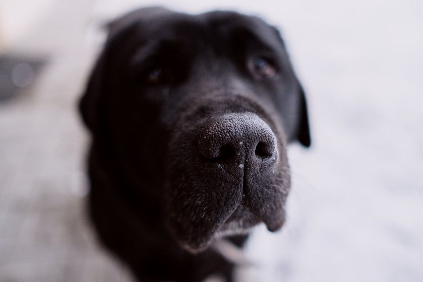 Close-up of a Black Labrador Dog Nose