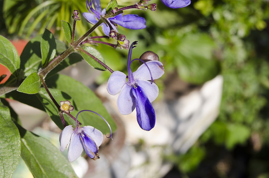 Close-up of Blue Tassel Flower with Green Leaves