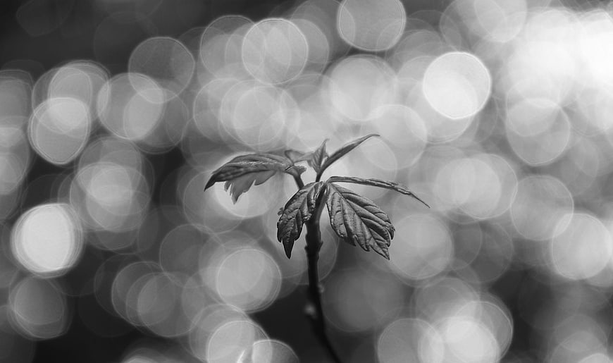 Black and white sprout with bokeh background