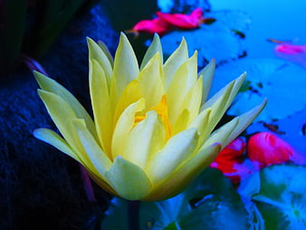 Yellow Water Lily Floating on Blue Pond