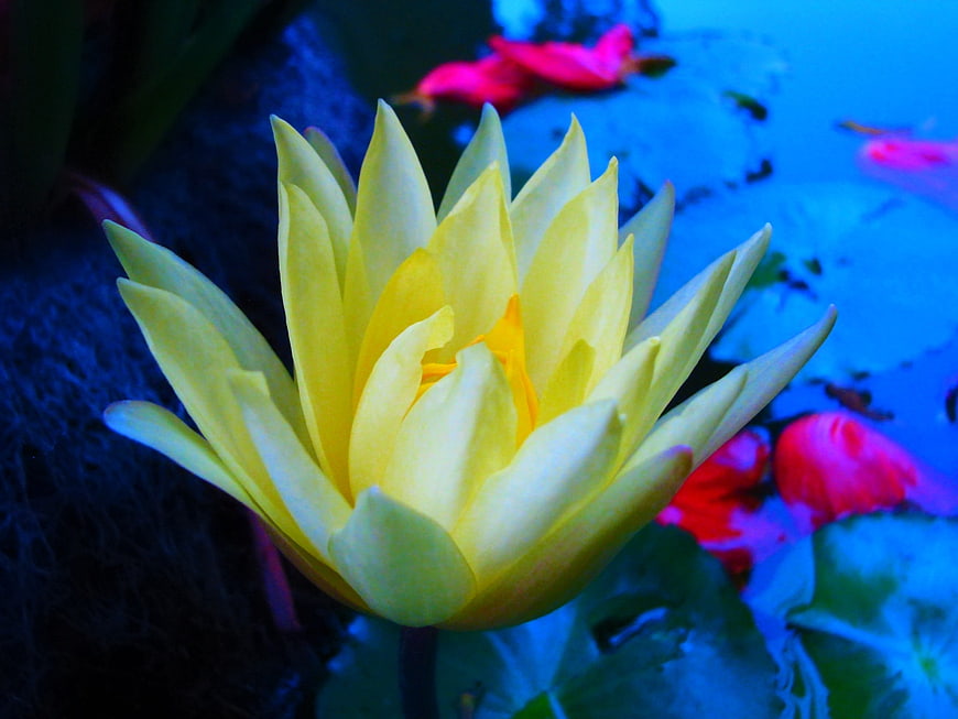 Yellow Water Lily Floating on Blue Pond