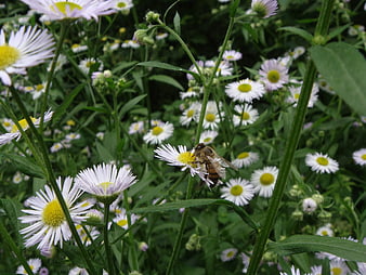 Honeybee Pollinating White Wildflowers in Green Meadow