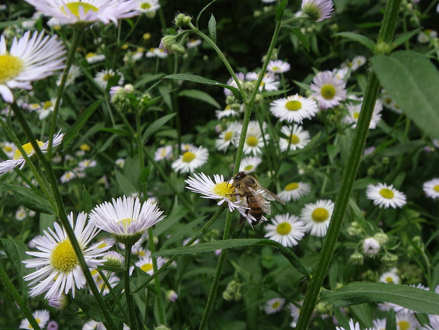 Honeybee Pollinating White Wildflowers in Green Meadow