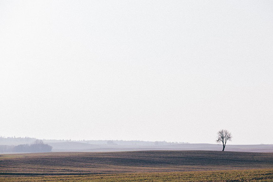 Minimalist Landscape with Lonely Tree and White Sky