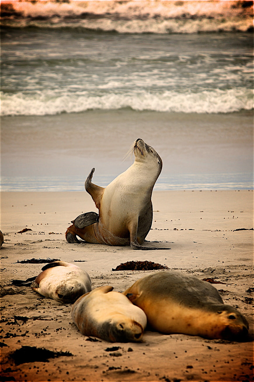 Sea Lion Scratching Back on Sandy Beach with Ocean Waves