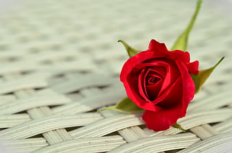 Single Red Rose on White Wicker Background