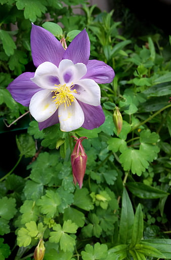 Purple and White Columbine Flower in Green Garden