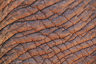 Close-up texture of wrinkled elephant skin