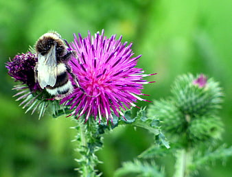 Bumblebee Pollinating Purple Thistle Flower Close Up