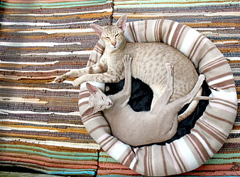 Two sleeping cats cuddling in a striped pet bed