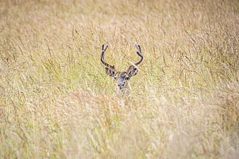 Deer with Antlers Hiding in Tall Golden Grass
