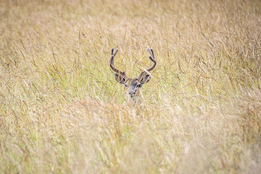 Deer with Antlers Hiding in Tall Golden Grass