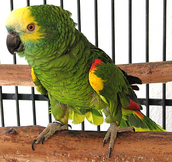 Orange-winged Parrot Perched on Wooden Branch