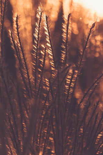 Golden Backlit Wheat Stalks in Sunset Field