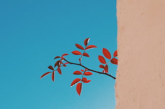 Red rose branch against blue sky and beige wall