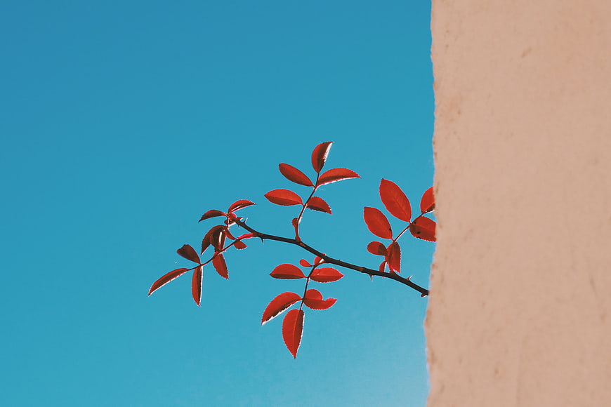 Red rose branch against blue sky and beige wall