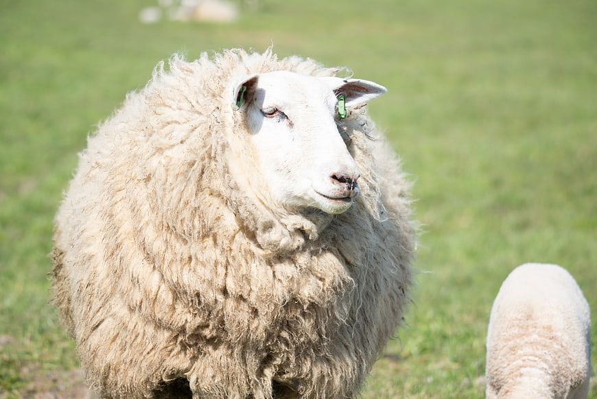 Fluffy white sheep with ear tags in green pasture
