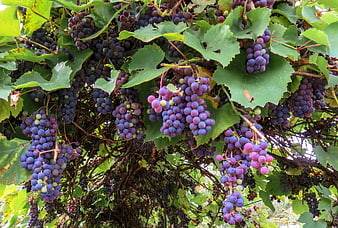 Ripe Purple Grapes Hanging On A Vine In Autumn
