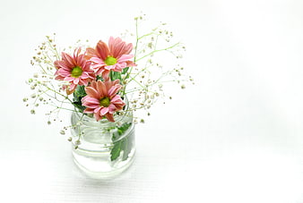 Pink Chrysanthemums and Baby's Breath in Glass Vase