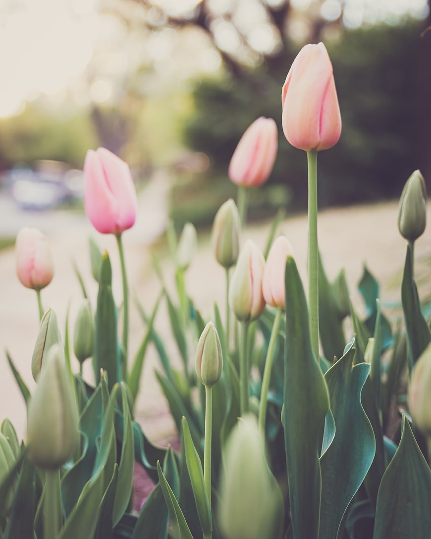 Pink Tulips Blooming in a Spring Garden