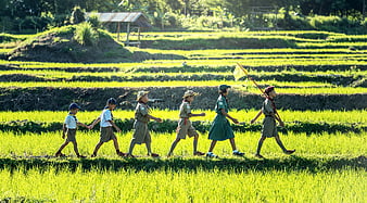 Scout Troop Marching Through Green Rice Terraces