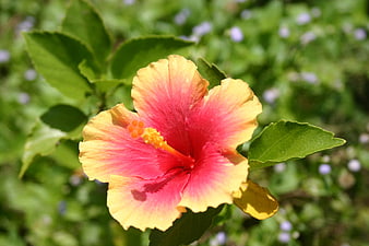 Vibrant yellow and pink hibiscus flower in a garden