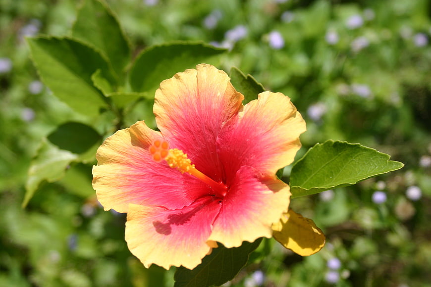 Vibrant yellow and pink hibiscus flower in a garden